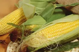 哪种颜色玉米营养高，如何挑选嫩玉米？