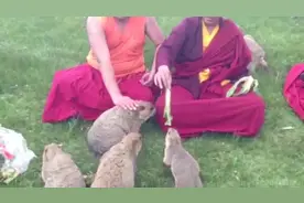 还记得大吼一声“啊”的土拨鼠吗？青海草原有很多视频封面