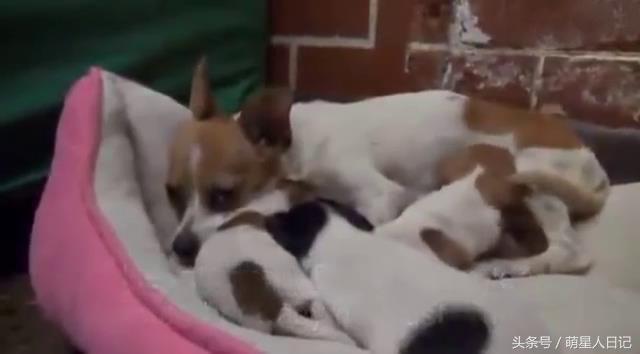 ������ס�����˹����费��������ֻΪ���Ĳų������õ���ֻС�̹�