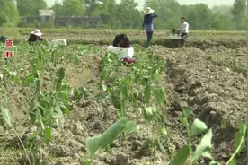什么中药材一亩效益达3万元？亩产量达5000斤，在市场上很抢手！视频封面