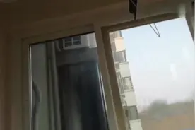 给拍淘气的蓝虎皮拍照，它就是乱飞乱停，只能照个尾巴了