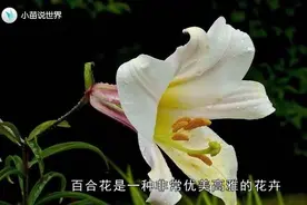 百合淡雅的百合花, 你知道它的治疗功效吗? 为什么失眠的人不建议视频封面