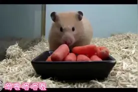 一口气吃掉5根胡萝卜的小仓鼠，感叹仓鼠的口腔竟然是如此的大