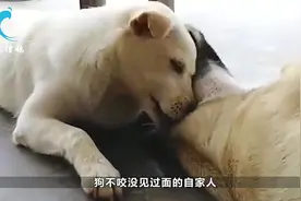农村老话“狗不咬没见过面的自家人”，狗是如何分辨“自家人”？视频封面