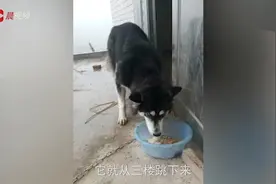 主人回家太兴奋，60斤哈士奇跳楼把主人砸骨折，主人：墙倒了？视频封面