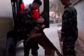 老兵告别16年军旅生涯，军犬一次次挣脱牵引追赶他。看完泪奔……视频封面