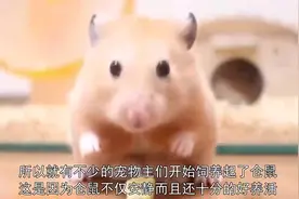 因天气太热，仓鼠“融化”变成了鼠饼，仓鼠：我还能抢救一下！视频封面