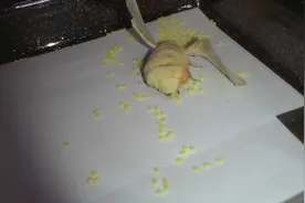 蛾子蚕卵，一般一只能产卵500-1000个，快来数一数吧