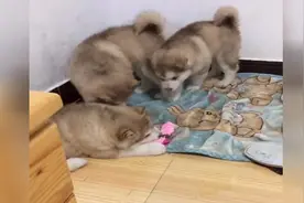 一群阿拉斯加抢玩具好萌，结果谁扒拉？视频封面