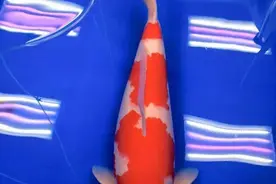 教你如何鉴赏高颜值巨鲤图片