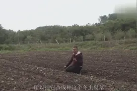 农村人工种植的冬虫夏草一斤卖500块钱，大家觉得值这个价格吗？视频封面