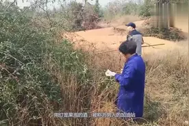 实拍过年前山上采摘带刺灯笼果，用它泡的酒被称为男人的加油站