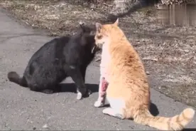 两流浪猫打架打的好凶，都出血了还在一边打架一边谈判