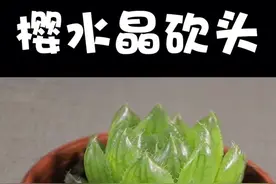 玉露那么美为什么要砍头，因为想它变多头群生#多肉 #多肉植物 #花 @抖音小助手
