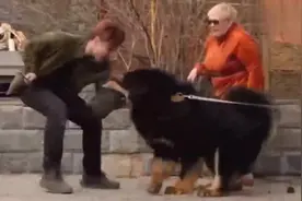 世界最大藏獒，体重400斤，肩高80公分视频封面