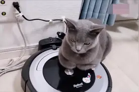 猫咪趴在扫地机上，不料机器突然启动，猫咪的反应好搞笑！