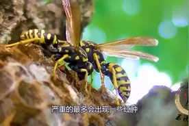 2个清理马蜂窝最好的方式，强迫症看着很爽！