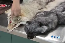 买点狼皮带回国？海关：这可不行