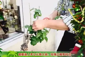 种花老司机教你玫瑰花修剪技巧，再别抱怨玫瑰不开花哦