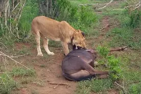 绝处逢生！角马要变成狮子美餐时 出乎意料一幕图片