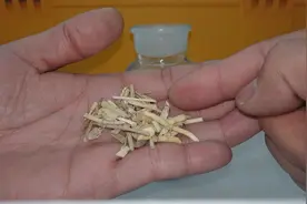 每日一种中药—白茅根。凉血止血，清热解毒