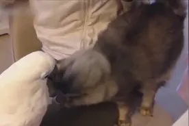 自从家里同时养了鹦鹉和猫，就再也没消停过！太欢乐了