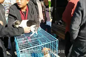 父亲带儿子狗市购买吉娃娃，纯种2000，串种400，选那只呢？视频封面