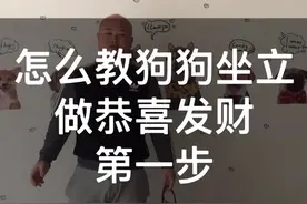 如何教狗狗坐立做恭喜发财！大小狗都通用的训练方法！简单又实用#哈士奇 #萌宠 #二哈