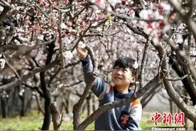 河北巨鹿万亩杏花盛开 千名游客戏“花海”(图)图片