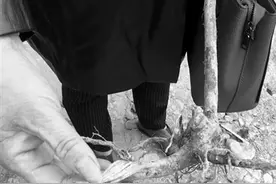 谁轧倒了刚种的乌叶树？图片