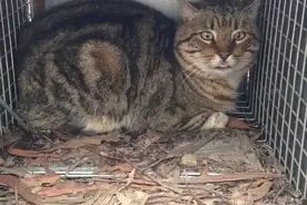 “呆萌猫”连袋鼠都吃，统治300公里｜喵族的真相图片