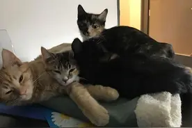 流浪猫成兽医院护士 安慰小动物画面超有爱图片