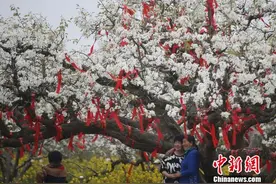 江苏丰县梨园“变身”万里雪海 香雪纷飞引游客驻足图片