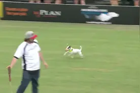 一只小狗在赛场里跑了一圈，引得观众掌声不停