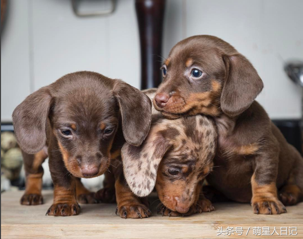 ����ʺ�ƿ�����������һ��Ⱥ����ȮΧ�£�ԭ������������ڴ��İ�