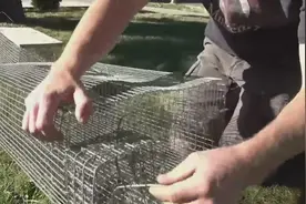 捕鼠技巧，外国小伙向我们介绍捕鼠笼的正确使用方式视频封面