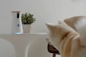 神奇的宠物相机，能防止狗狗拆家，铲屎官终于可以安心出门了视频封面