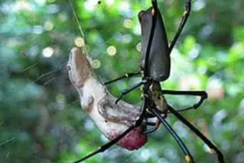 蜘蛛布下天罗地网 壁虎成了送上门的美餐视频封面