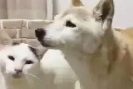 16岁柴犬患有痴呆症，要摔倒的时候猫咪伸出双手抱住柴犬泪崩了视频封面