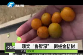 现实版“鲁智深”力大无穷，深夜倒拔两米多高金桔树，还扛着走！视频封面