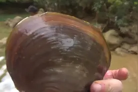 山的小溪里竟会有这么大个的河蚌，长见识了！