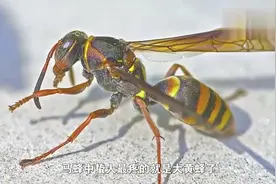 在农村被黄蜂蛰又肿又痛怎么办，老农教你几招土办法搞定视频封面