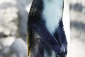 天津动物园新春有好礼 群猴闹新春上演大圣归来图片