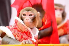 猴年专辑｜26张照片告诉你为什么猴子是地球上最棒的动物？图片