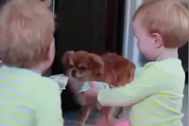 双胞胎宝宝，在狗狗前面争宠，狗狗：两个一模一样的小主人？