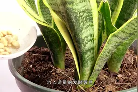 虎皮兰总是不生长，盆里埋点“金黄豆”，月月长视频封面