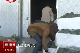 攀枝花：西兰花首次出口，卖到俄罗斯！视频封面