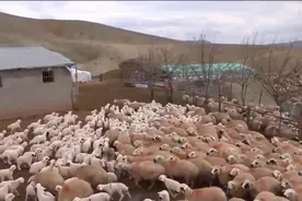 小羊与母羊相见，小羊要在一大群羊中找出妈妈视频封面