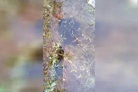 池塘里的蝌蚪扎堆，这类纯黑色的长大后将变成什么品种的蛙？