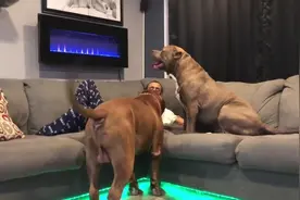 两只强壮恶霸犬打闹，看似打的凶猛，其实分寸把握得很好